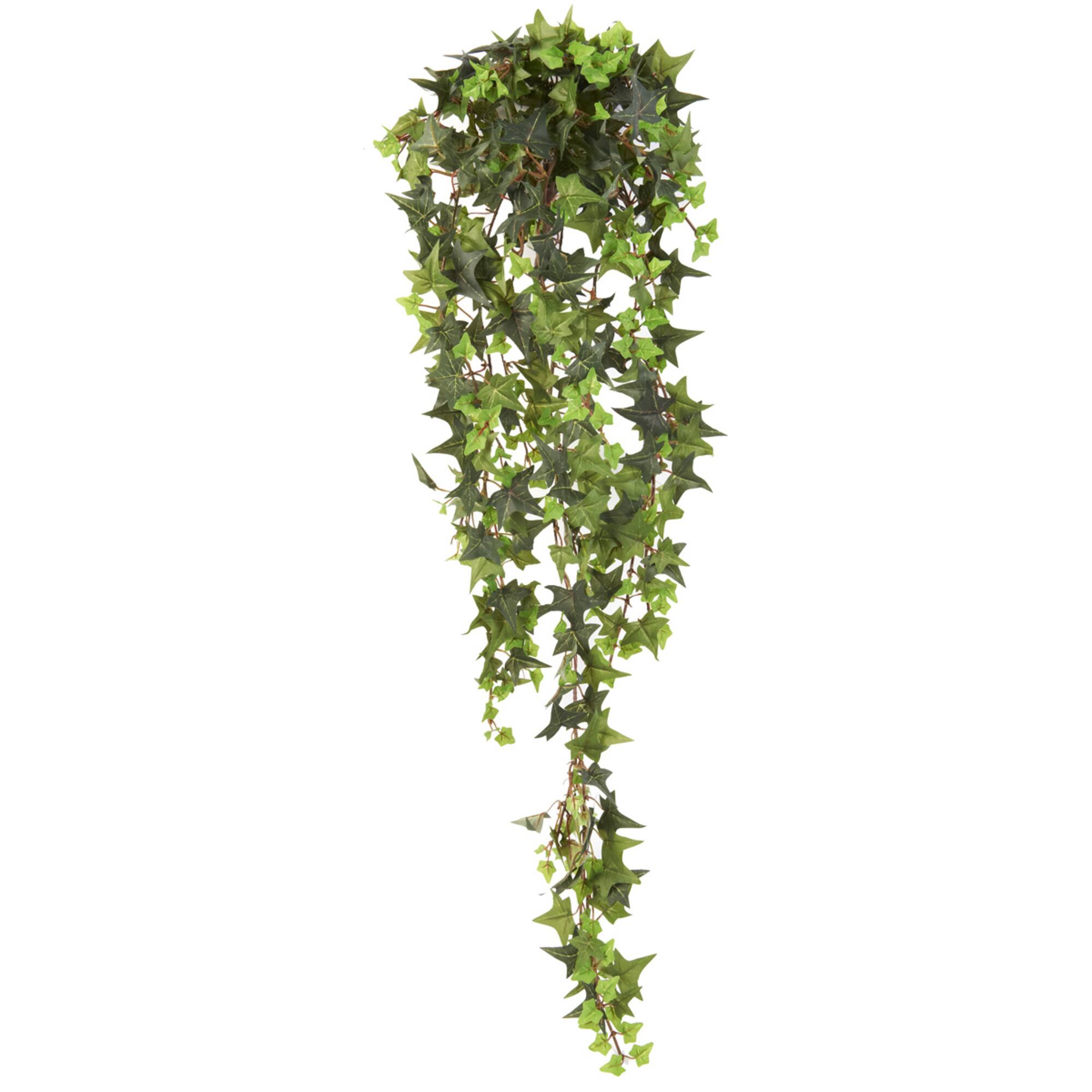 12 Pack: Star Ivy Bush by Ashland®
